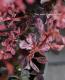<i>Berberis thunbergii</i><BR><BR>�տ����ȤäƤ�����<BR>�������ڡ��᥮<BR>�إϡ��졼���������