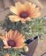 <i>Chrysanthemum frutescens</i><BR><BR>�Ѥ��餭�ޡ�����å�<BR>�إԡ������������