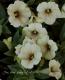 <i>Petunia x hybrida</i><BR><BR>īҥޥ󡦥ڥ˥<BR>إѥ