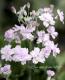 <i>Purimura malacoides<BR>��mellow shower��</i><BR><BR>��ױ�ݥ��ꥸ�ʥ��ʼ�<BR>�դäѤ������ι���<BR>Ȭ�ź餭�ץ��顦�ޥ饳���ǥ�<BR>�إ����������