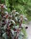 <i>Antirrhinum majus nanum<BR>'Bronze doragon'</i><BR><BR>���ե��󥮥祽��<BR>�إ֥�å��ץ�󥹡�<BR>�������磻���åɿ�