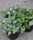 <i>Lamium maculatum</i><BR><BR>��ߥ���<BR>��������