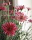 Argyranthemum frutescens<BR><BR>�ޡ�����åȡ����ޡ�����<BR>�إǥ����ץ�������