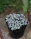 <i>Sedum spathulifolium</i><BR><BR>�⤳�⤳�����֤Τ褦��<BR>�إ����ץ֥�󥳡�