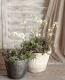<i>Arabis caucasica</i><BR><BR>�Ѵ������������С�<BR>����ӥ����ץ������ <BR>�إ��꡼���