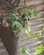 <i>Duchesnea indica</i><BR><BR>�ɥ����ͥ�<BR>�إ���ǥ����󥹥ȥ�٥꡼��