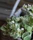 <i>Arabis caucasica</i><BR><BR>�����ꥢ��ӥ�<BR>�إ��꡼���