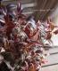 <i>Leucothoe axillaris</i><BR><BR>���������Υ���ʥ�ƥ�<BR>�إȥꥫ�顼��