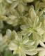 <i>Sedum</i><BR><BR>���ä��㤤�������դä�<BR>������ �إߥ륯��������