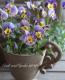 <i>Viola��wittrockiana</i><BR><BR>�������������<BR>���ͥ��쥯�����<BR>���Ĥ��ϵ��