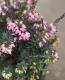 �ޥ��ʥ�10�٤ޤ�OK�����ꥫ<BR>�إ�����󥷥��٥ԥ󥯲�