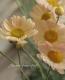 <i>Argyranthemum frutescens����Spring Bouquet��</i><BR><BR>���Ѥ�ꤹ��ޡ�����åȡ�<BR>�إ��ץ�󥰥֡�����