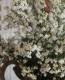 Erica formosa.<BR><BR>�ݤäƤ�Ȳİ�������<BR>�إ�����󥨥ꥫ��