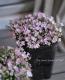 Gypsophila<BR><BR>Ѵνɺ<BR>ɺߥ<BR>إϥԥͥԥ󥯡
