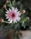 Argyranthemum frutescens<BR><BR>���֥餵��Υޡ�����å�<BR>�Υ������꡼��<BR>�ؤ�����������