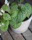 Brunnera macrophylla<BR>��Mr.Morse��<BR><BR>�����Ǥ��ĥ֥��ͥ�<BR>�إߥ������⡼����