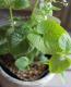 Brunnera macrophylla<BR>��Jennifer��<BR><BR>�����Ǥ��ĥ֥��ͥ�<BR>�إ����˥ե�����