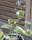 Brunnera macrophylla<BR>��Hadspen Cream��<BR><BR>�����Ǥ��ĥ֥��ͥ�<BR>�إϥɥ��ڥ󥯥꡼���