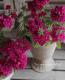 <i>Verbena</i><BR><BR>���ؽɺ��С��٥�<BR>����ץ쥹�إС�����ǥ���