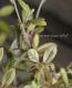 Corokia cotoneaster <BR><BR>���꡼�֤Τ褦���դäѡ�<BR>���������������ꥪ�꡼�֥꡼�ա�