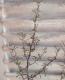 <i>Corokia cotoneaster </i><BR><BR>ȥͥ<BR>إ磻䡼