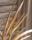<i>Phormium</i><BR><BR>���㡼�פʥ饤��<BR>�˥塼�������<BR>�إե�ߥ󥴡�