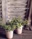 <i>Origanum majorana</i><BR><BR>������إ������ȥޥ������
