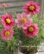 <i>Cosmos bipinnatus</i><BR><BR>⥹<BR>إƥ
