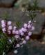 <i>Calluna vulgaris</i><BR><BR>Ȭź餭롼<BR>֥륬ꥹ<BR>MIXۥ磻ȡߥԥ󥯡