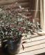 <i>Nandina domestica ��Flirt��</i><BR><BR>�ʥ�ƥ�<BR>�إե롼�ȡ�