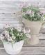 <i>Lobularia hybrid</i><BR><BR>���٥����ѡ�����å���<BR>�إХ����顼�ԥ󥯥��ȥ꡼���