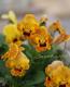 <i>Viola��wittrockiana </i><BR><BR>���󥸥��󥿤���Υץ�ߥ���ӥ��顪<BR>�ǥ����������إ���������