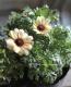 <i>Chrysanthemum frutescens</i><BR><BR>�Ѥ��餭�ޡ�����å�<BR>�إ��ʥꥢ���������