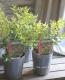 <i>Jasminum humile</i><BR><BR>���㥹�ߥʥ��������ꥭ������<BR>�إ��������Х��ե饤��