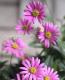 <i>Brachyscome angustifolia </i><BR><BR>�ɺ��֥饭����<BR>�إ�����å����