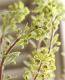 <i>Euphorbia x martinii</i><BR><BR>�桼�ե���ӥ�<BR>�إ�����ǥ�쥤��ܡ���