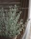<i>Olearia axillaris</i><BR><BR>���쥢�ꥢ �إץ���ʥ��