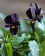 <i>Viola��wittrockiana </i><BR><BR>���ӥ���<BR>�ع��������