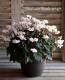 <i>Cyclamen persicum Mill</i><BR><BR>Ȭ�ź餭��������<BR>�褬���꡼��<BR>�إ��꡼��ƥ������