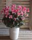 <i>Cyclamen persicum Mill</i><BR><BR>Ȭ�ź餭��������<BR>�إե����꡼�ԥ��١�No.1