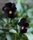 <i>Viola��wittrockiana </i><BR><BR>���ӥ���<BR>�إߥåɥʥ��ȥ��ʡ���