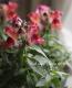 <i>Antirrhinum majus</i><BR><BR>��2�ĥ��åȡۥ���ѥ��Ȥ˳ڤ���롪<BR>���󥮥祽�������ƥ�<BR>�إ���󥸥Х����顼��