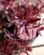 <i>Hebe 'Blackberry'</i><BR><BR>������ء��١�<BR>�إ֥�å��٥꡼��