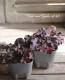 <i>Heuchera hybrid</i><BR><BR>PWҥ塼 إ֥å٥꡼