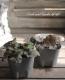 <i>Heuchera hybrid</i><BR><BR>PWҥ塼 إ꡼󥹥ѥ