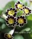 <i>Primula</i><BR><BR>����ƥ������ץ���<BR>����ϡإ���С��졼����