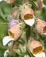 <i>Digitalis lanata</i><BR><BR>�������ꥹ���饿����<BR>�إ��ե����꡼���