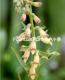 <i>Digitalis 'Red Skin'</i><BR><BR>���������֤Υ������ꥹ<BR>�إ�åɥ������