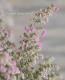 <i>Erica chamissonis<i><BR><BR>���ꥫ �إ���ߥ��˥���