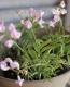 <i>Perennial sweet pea</i><BR><BR>�������ɺ������ȥԡ�<BR>�إ饷�饹���ԥ󥯡٤ȡإѡ��ץ�٤�MIX����